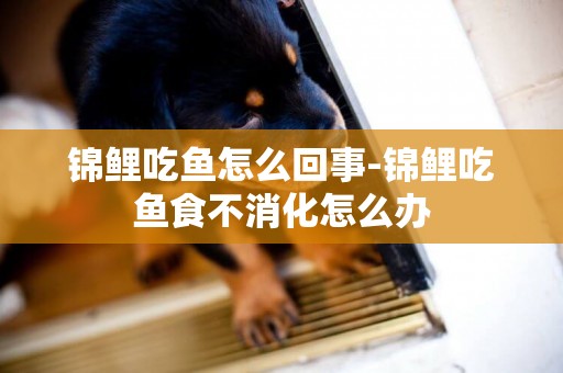 錦鯉吃魚怎么回事-錦鯉吃魚食不消化怎么辦
