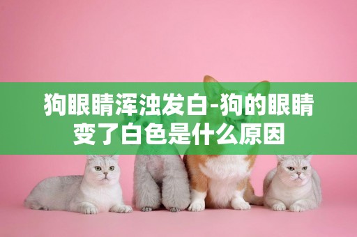 狗眼睛渾濁發白-狗的眼睛變了白色是什么原因