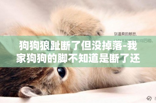 狗狗狼趾斷了但沒掉落-我家狗狗的腳不知道是斷了還是沒有斷。