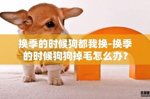 換季的時候狗都我換-換季的時候狗狗掉毛怎么辦？