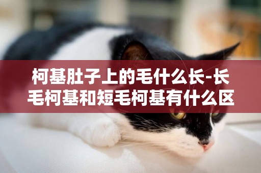柯基肚子上的毛什么長-長毛柯基和短毛柯基有什么區別