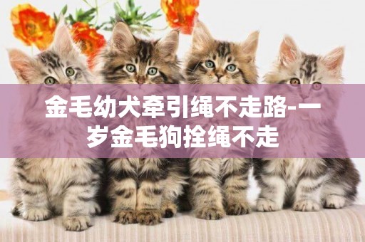 金毛幼犬牽引繩不走路-一歲金毛狗拴繩不走