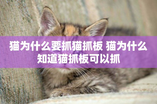 貓為什么要抓貓抓板 貓為什么知道貓抓板可以抓