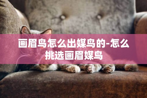 畫眉鳥怎么出媒鳥的-怎么挑選畫眉媒鳥