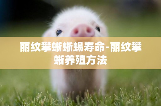 麗紋攀蜥蜥蜴壽命-麗紋攀蜥養殖方法