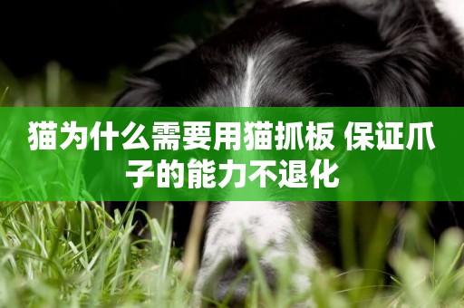 貓為什么需要用貓抓板 保證爪子的能力不退化