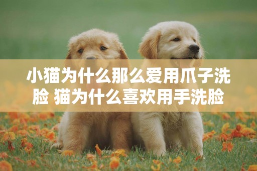 小貓為什么那么愛用爪子洗臉 貓為什么喜歡用手洗臉
