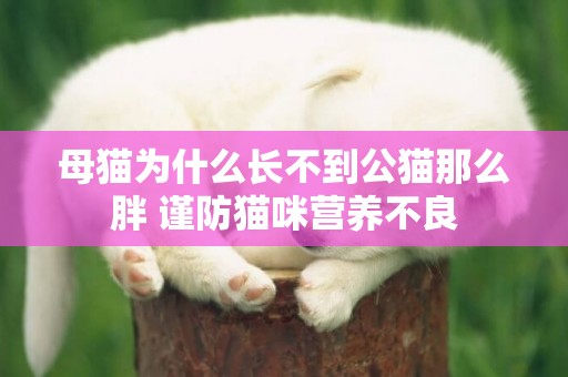 母貓為什么長不到公貓那么胖 謹防貓咪營養不良