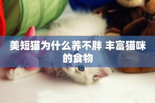 美短貓為什么養不胖 豐富貓咪的食物