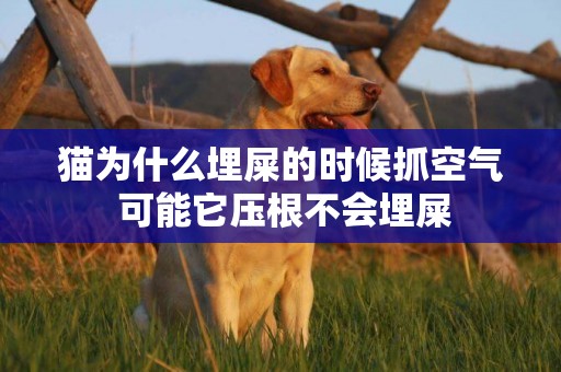 貓為什么埋屎的時候抓空氣 可能它壓根不會埋屎