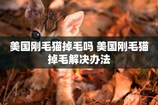 美國剛毛貓掉毛嗎 美國剛毛貓掉毛解決辦法