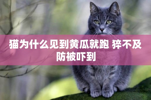 貓為什么見到黃瓜就跑 猝不及防被嚇到