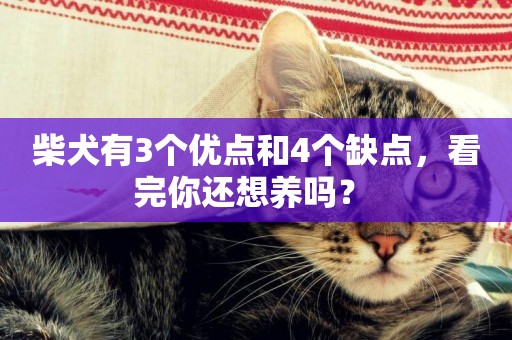 柴犬有3個優點和4個缺點，看完你還想養嗎？ 