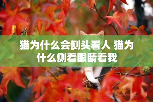 貓為什么會側頭看人 貓為什么側著眼睛看我