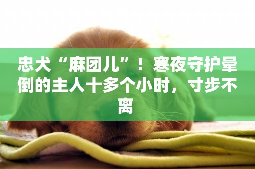 忠犬“麻團兒”！寒夜守護暈倒的主人十多個小時，寸步不離 