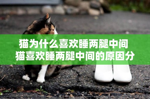 貓為什么喜歡睡兩腿中間 貓喜歡睡兩腿中間的原因分析