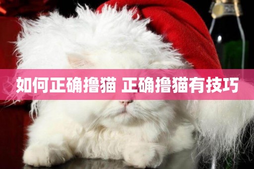 如何正確擼貓 正確擼貓有技巧