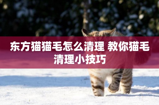 東方貓貓毛怎么清理 教你貓毛清理小技巧