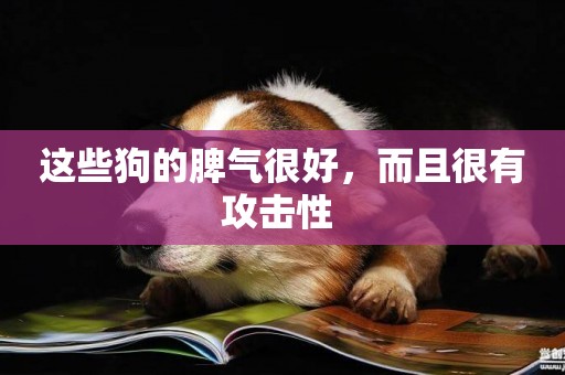 這些狗的脾氣很好，而且很有攻擊性 