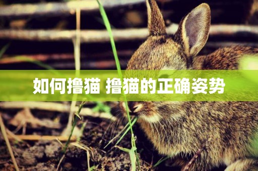 如何擼貓 擼貓的正確姿勢