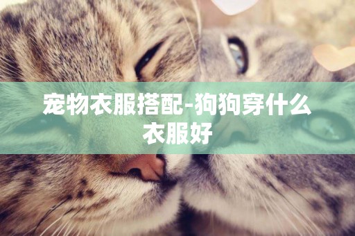 寵物衣服搭配-狗狗穿什么衣服好