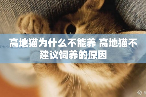 高地貓為什么不能養 高地貓不建議飼養的原因