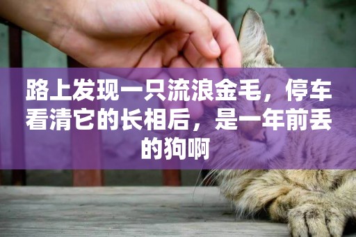 路上發現一只流浪金毛，停車看清它的長相后，是一年前丟的狗啊 