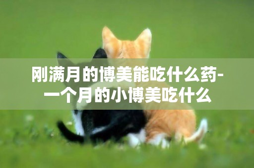 剛滿月的博美能吃什么藥-一個月的小博美吃什么
