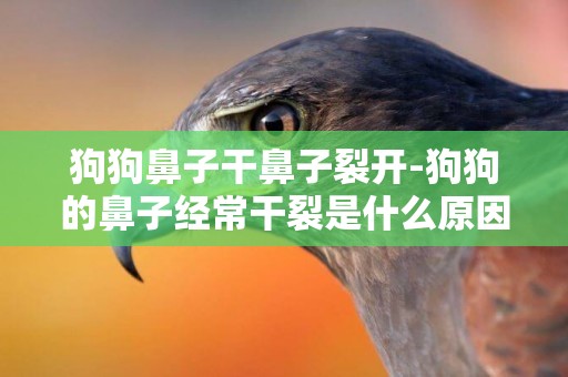 狗狗鼻子干鼻子裂開-狗狗的鼻子經常干裂是什么原因