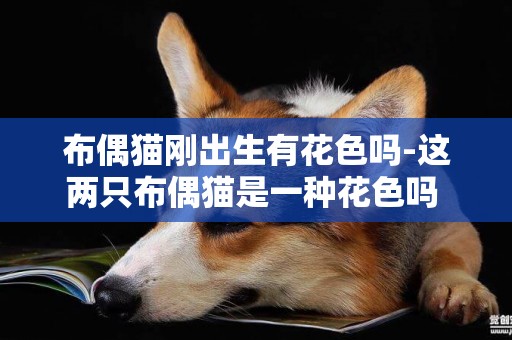 布偶貓剛出生有花色嗎-這兩只布偶貓是一種花色嗎 是什么花色啊？ 大概多少錢