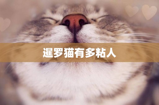 暹羅貓有多粘人