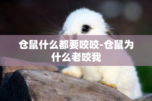 倉鼠什么都要咬咬-倉鼠為什么老咬我