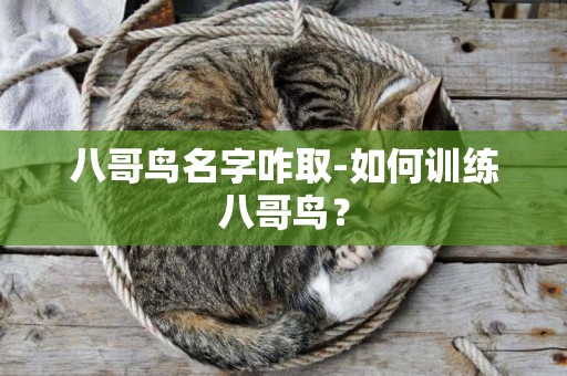 八哥鳥名字咋取-如何訓練八哥鳥？