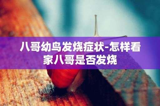 八哥幼鳥發燒癥狀-怎樣看家八哥是否發燒