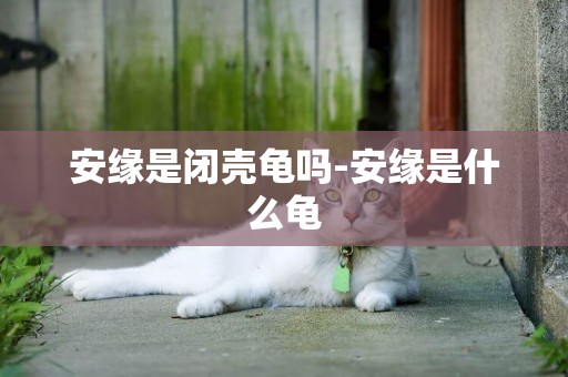 安緣是閉殼龜嗎-安緣是什么龜