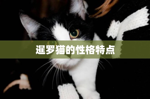 暹羅貓的性格特點 暹羅貓的性格特點