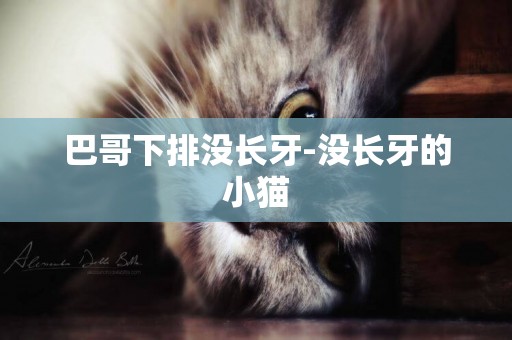 巴哥下排沒長牙-沒長牙的小貓
