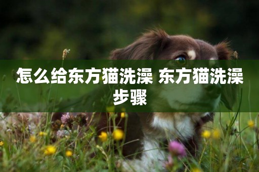 怎么給東方貓洗澡 東方貓洗澡步驟