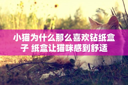 小貓為什么那么喜歡鉆紙盒子 紙盒讓貓咪感到舒適