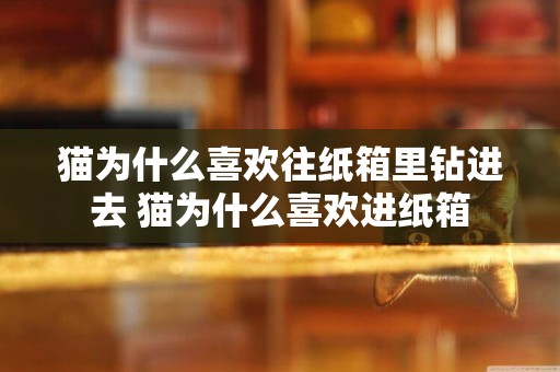 貓為什么喜歡往紙箱里鉆進去 貓為什么喜歡進紙箱
