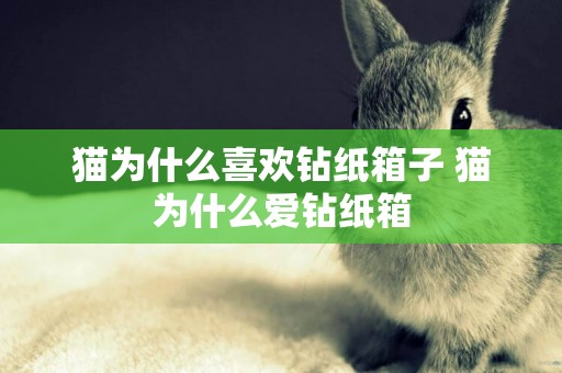 貓為什么喜歡鉆紙箱子 貓為什么愛鉆紙箱