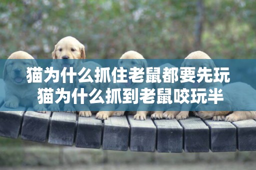 貓為什么抓住老鼠都要先玩 貓為什么抓到老鼠咬玩半天