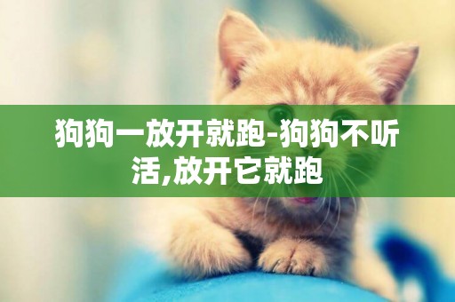 狗狗一放開就跑-狗狗不聽活,放開它就跑