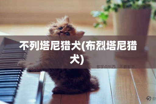 不列塔尼獵犬(布烈塔尼獵犬) 