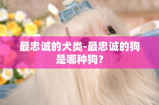 最忠誠的犬類-最忠誠的狗是哪種狗？