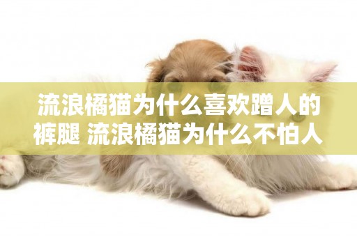 流浪橘貓為什么喜歡蹭人的褲腿 流浪橘貓為什么不怕人