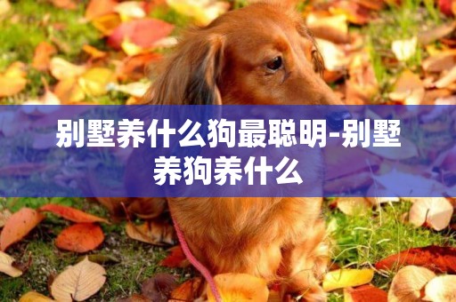 別墅養什么狗最聰明-別墅養狗養什么