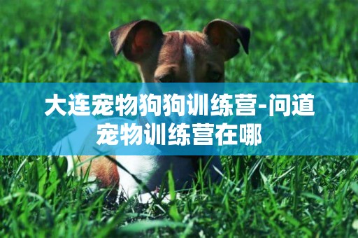 大連寵物狗狗訓練營-問道寵物訓練營在哪