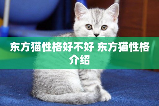 東方貓性格好不好 東方貓性格介紹