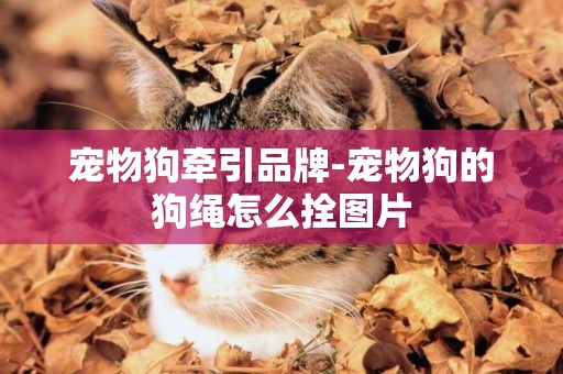 寵物狗牽引品牌-寵物狗的狗繩怎么拴圖片